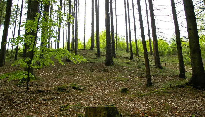 Mengenal Bukit Pinus Paseban Camp, Daya Tarik dan Tarifnya